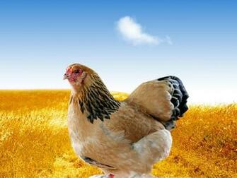 Wallpaper Hen Background