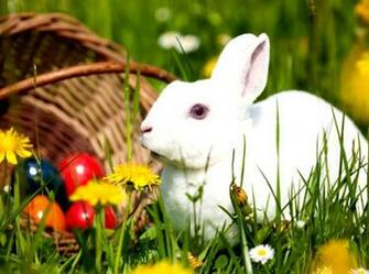 Free download Cute White Baby Rabbit Wallpaper 19291 Baltana [2160x1920