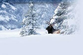 Alberta Winter iPad HD Wallpaper Nature High