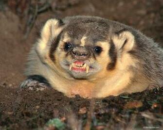 Badgers Honey Wallpaper Badger