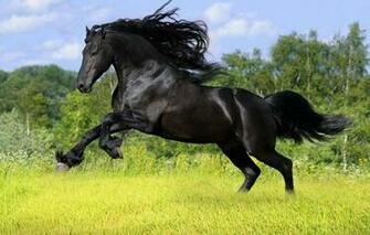 Wallpaper Summer Grass Trees Meadow Horse Friesian Frieze