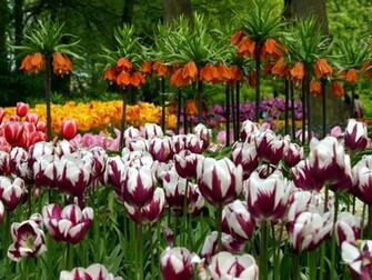 Tulip Wallpaper