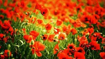 Red Poppy Fields High Definition Wallpaper HD