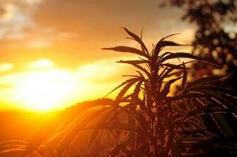 What Is Reggie Weed And Recognize It High Thoughts