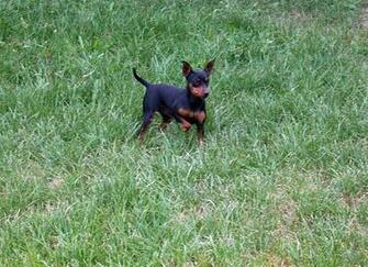 Miniature Pinscher On The Grass Wallpaper