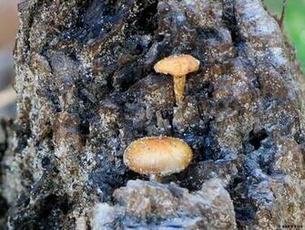 Mushrooms Dictionary