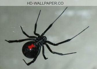 Black Widow Wallpoop The Wallpaper Site