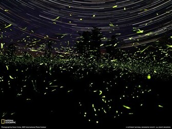 Fireflies Ontario Photo Animals Wallpaper National Geographic