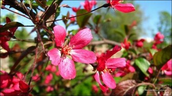 Wallpaper Purple Apple Blossom Background