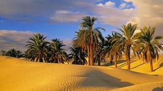 Desert Oasis Tunisia Wallpaper