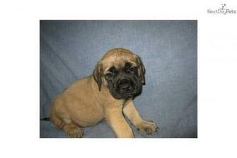 English Mastiff Puppy Pictures Wallpaper HD Base