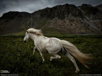 Photo Animals Wallpaper National Geographic Of The Day