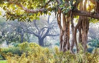 Wallpaper Nature Blur India Summer Landscape Bokeh