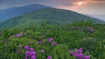 Wildflowers North Carolina Fields Wallpaper Desktop