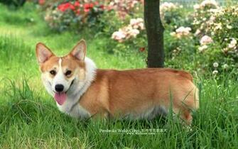 Corgi Dogs And Pembroke Welsh Puppies No Wallpaper