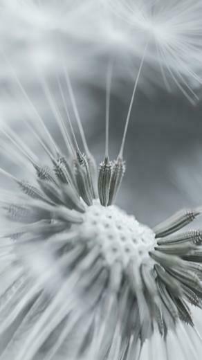 Wallpaper Dandelion Flower Feathers Seeds Black And White