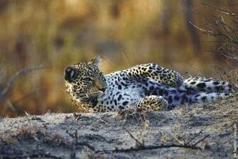 Screensaver Big Cats Cosmo Cat S Home