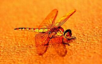 Wallpaper Dragonfly