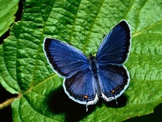Butterfly Wallpaper HD In Cute Imageci