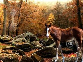 The Biggest Animals Kingdom Discovery Wallpaper