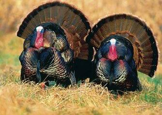 National Wild Turkey Federation