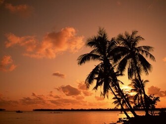 Palm Tree Pictures