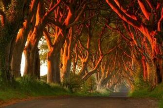 Tree Of The Month Dark Hedges Arborscapes Richmond Va