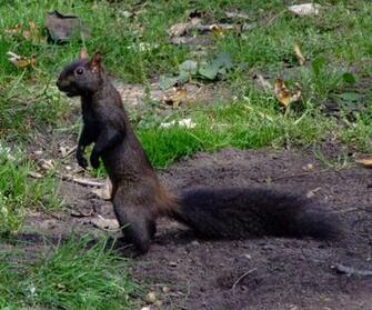 Squirrel Desktop Background Wallpaper