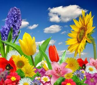 Spring Flowers Colorful Blossom Bright Butterflies
