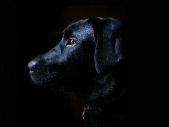 Si Te Gusta Labrador Seguro Que Encantar Este Fondo Hemos