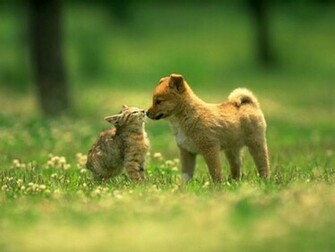 And Cat Want To Love Dog In