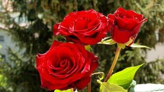 Rouge Roses Three Sisters