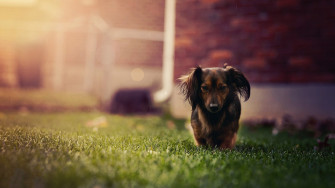 Animal Dog 4k Ultra HD Wallpaper