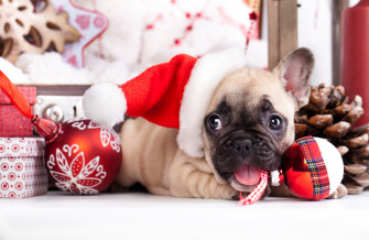 Puppy For The Holidays What To Do First Academy