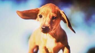 Wallpaper Dachshund Puppies HD Upload At March By