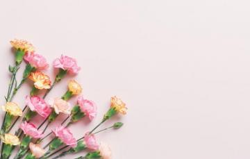 Wallpaper Pink Buds Carnation Flowers Cute Tender