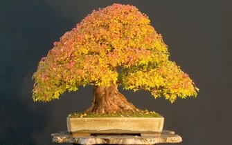 Bonsai Wallpaper