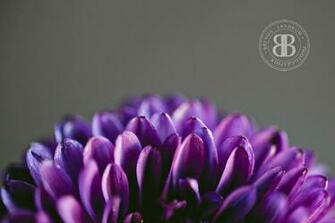Wallpaper Brenda Landrum Lifestyle Photography Essential Oils