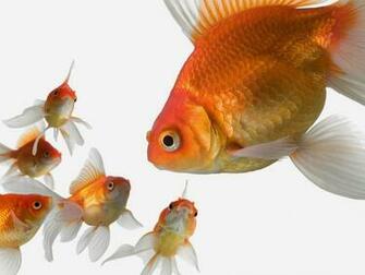 Gold Fish Wallpaper