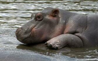 Baby Hippo Wallpaper Cool HD For Desktop Mobile