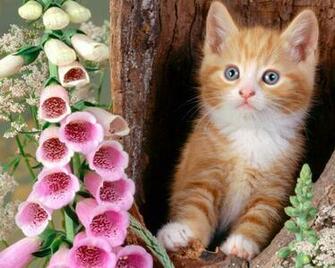 All Wallpaper Beautiful Cats HD