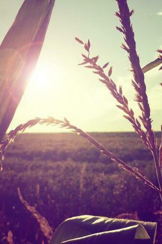 Wallpaper4myiPhone Vintage20wheat