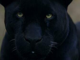 Black Panther Wallpaper Space Elephant