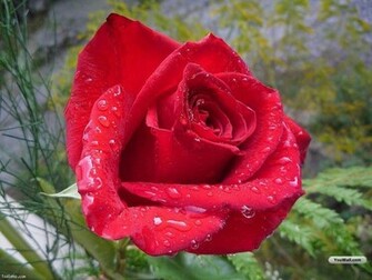 Animals Zoo Park Single Red Rose Wallpaper For Desktop Background