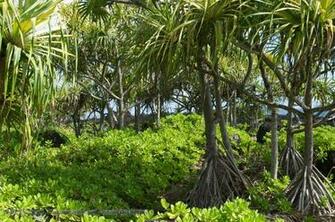 Tropical Landscape At Wai Anapanapa State Park Desktop Wallpaper