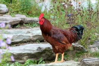 Chicken Wallpaper Rock