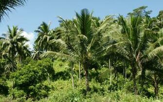 Trees Wallpaper Widescreen Tree Palms