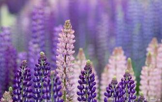 Wallpaper Nature Purple Landscape Plants
