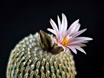 Cactus Flower Wallpaper