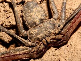 Misc Arachnid Wallpaper